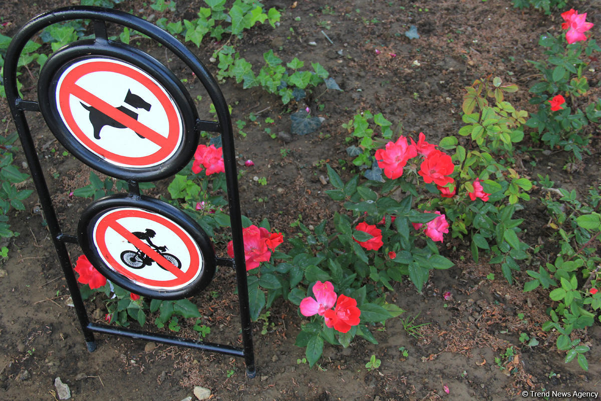 Бакинский бульвар в цветах – наслаждайтесь красотой! (ФОТО)