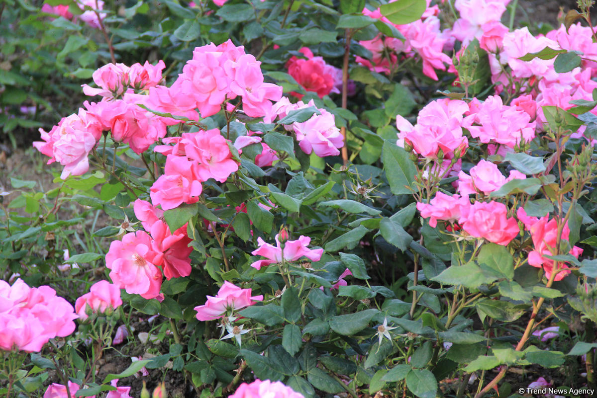 Бакинский бульвар в цветах – наслаждайтесь красотой! (ФОТО)