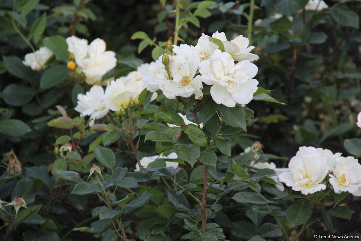 Бакинский бульвар в цветах – наслаждайтесь красотой! (ФОТО)