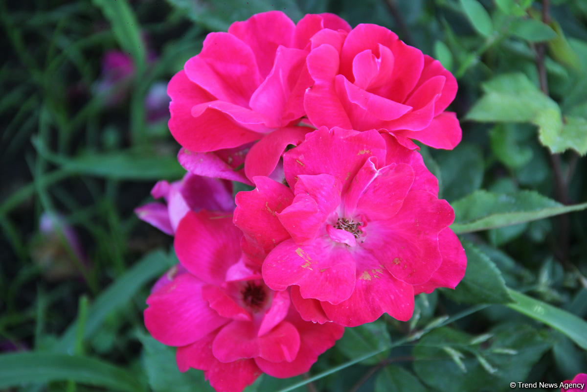 Бакинский бульвар в цветах – наслаждайтесь красотой! (ФОТО)