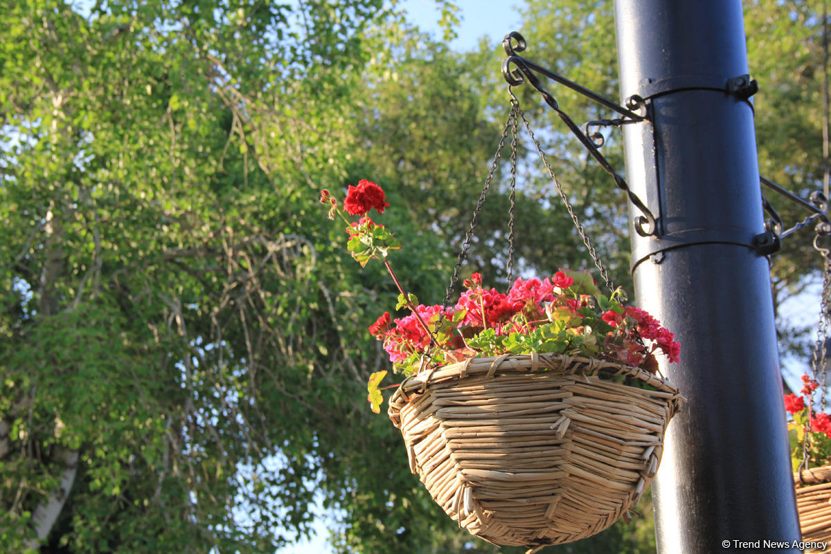 Бакинский бульвар в цветах – наслаждайтесь красотой! (ФОТО)