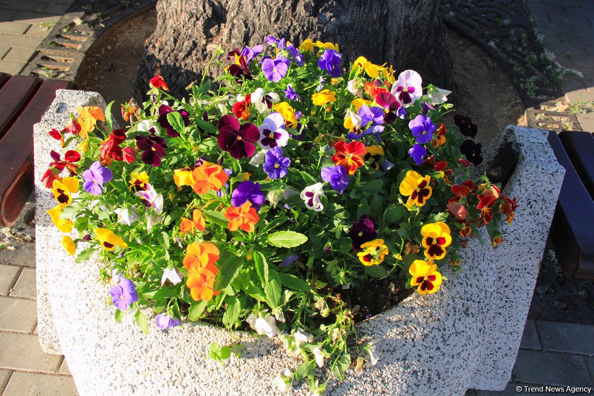 Бакинский бульвар в цветах – наслаждайтесь красотой! (ФОТО)