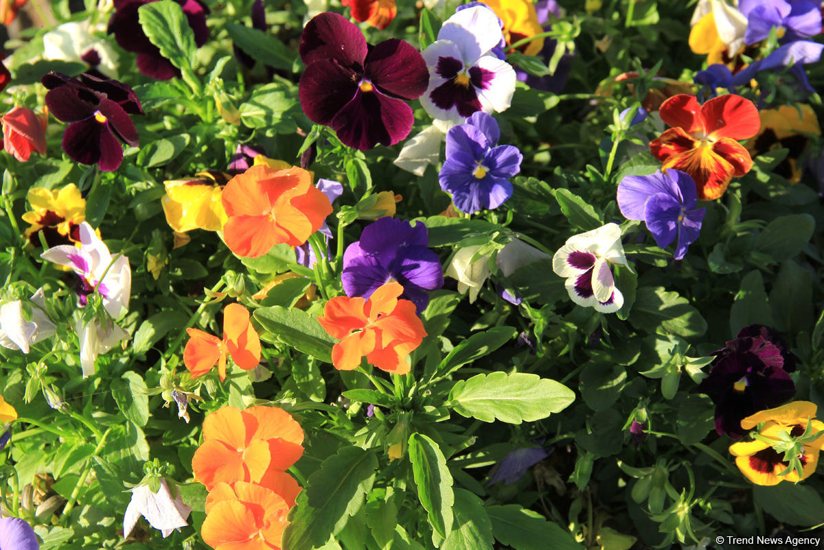 Бакинский бульвар в цветах – наслаждайтесь красотой! (ФОТО)