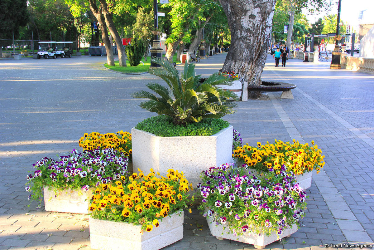 Бакинский бульвар в цветах – наслаждайтесь красотой! (ФОТО)