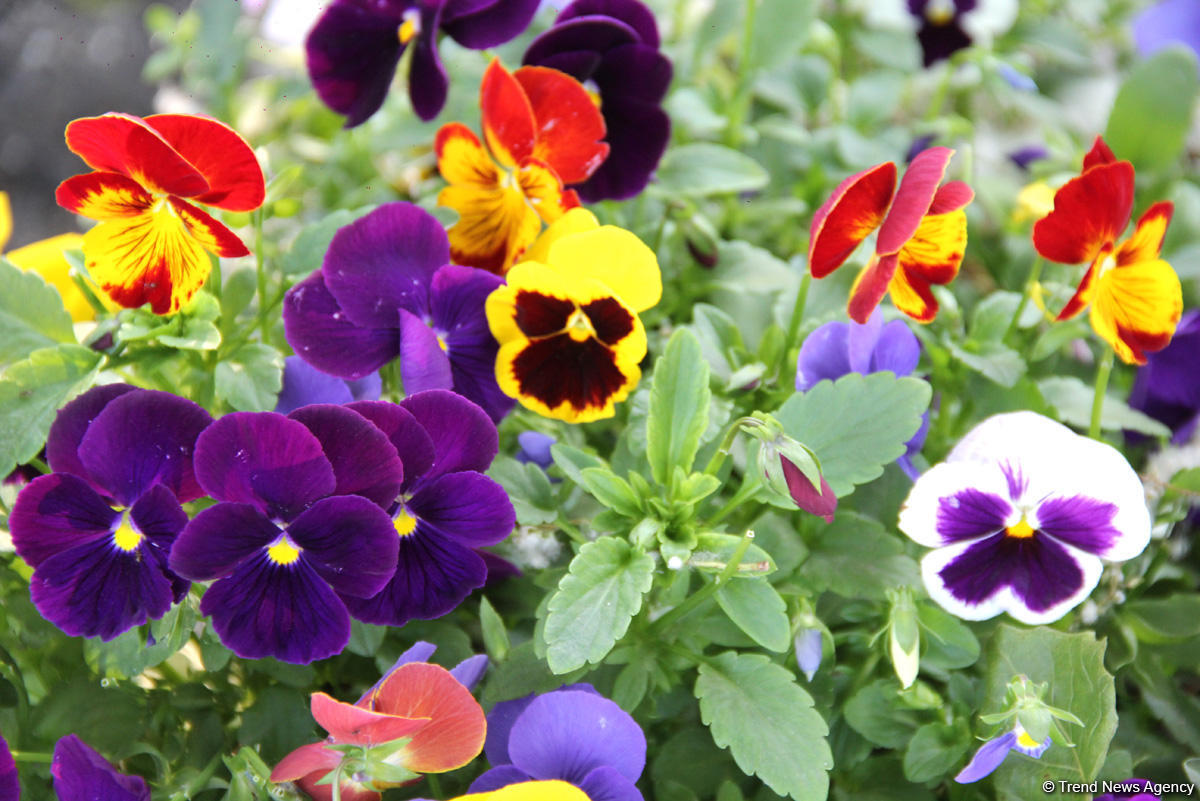 Ученые придумали, как избавить растения от наследственного стресса