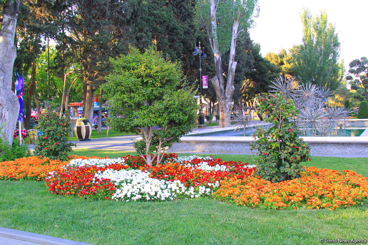 Бакинский бульвар в цветах – наслаждайтесь красотой! (ФОТО)