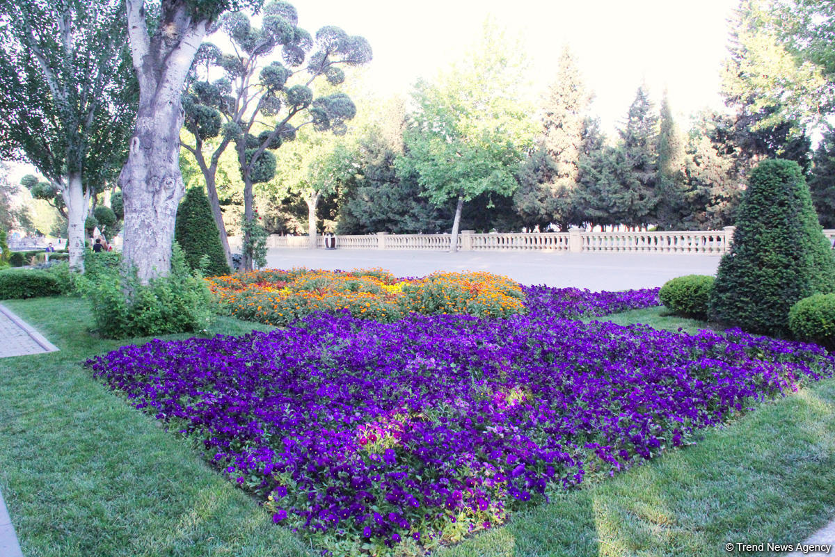 Бакинский бульвар в цветах – наслаждайтесь красотой! (ФОТО)
