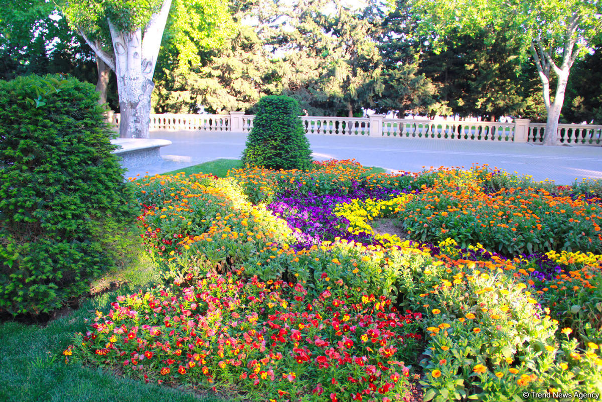 Бакинский бульвар в цветах – наслаждайтесь красотой! (ФОТО)