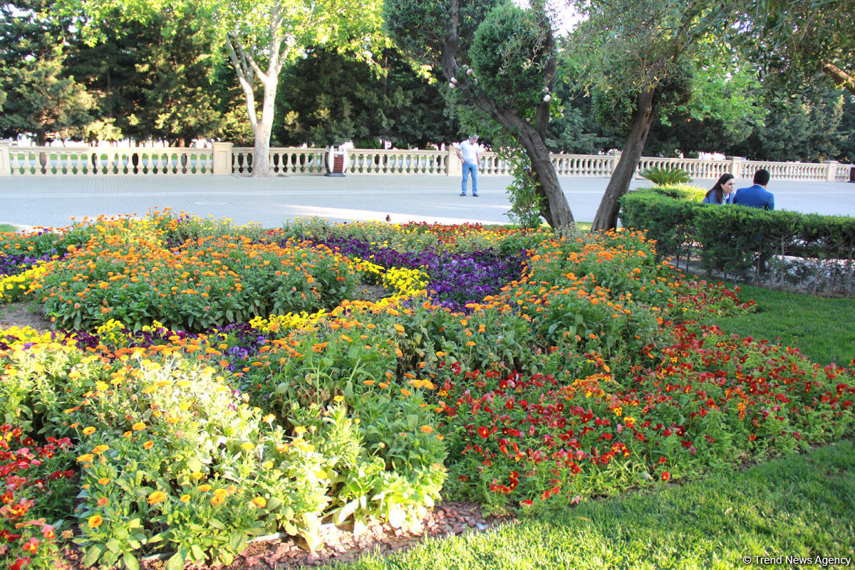 Бакинский бульвар в цветах – наслаждайтесь красотой! (ФОТО)