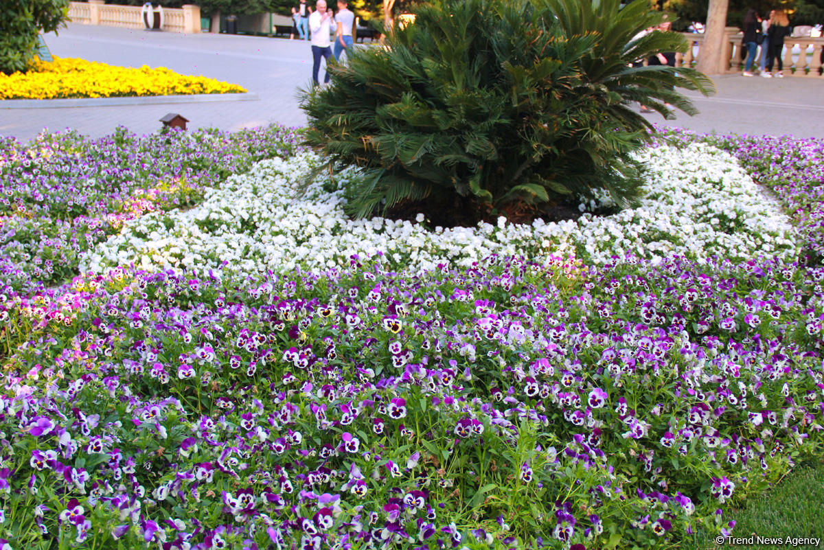 Бакинский бульвар в цветах – наслаждайтесь красотой! (ФОТО)
