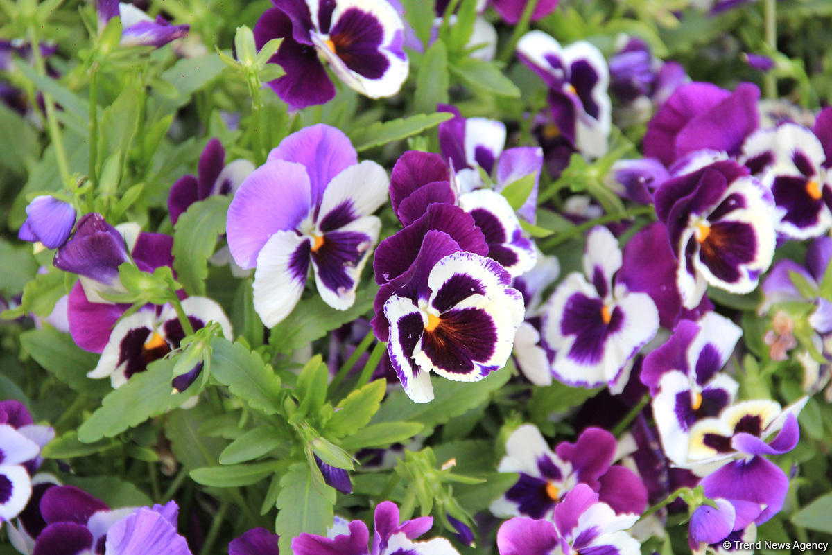 Бакинский бульвар в цветах – наслаждайтесь красотой! (ФОТО)