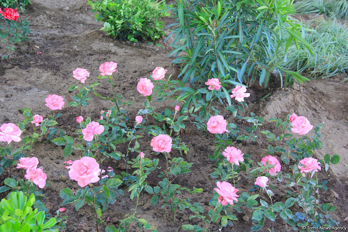 Бакинский бульвар в цветах – наслаждайтесь красотой! (ФОТО)