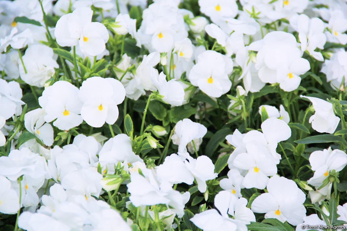 Бакинский бульвар в цветах – наслаждайтесь красотой! (ФОТО)