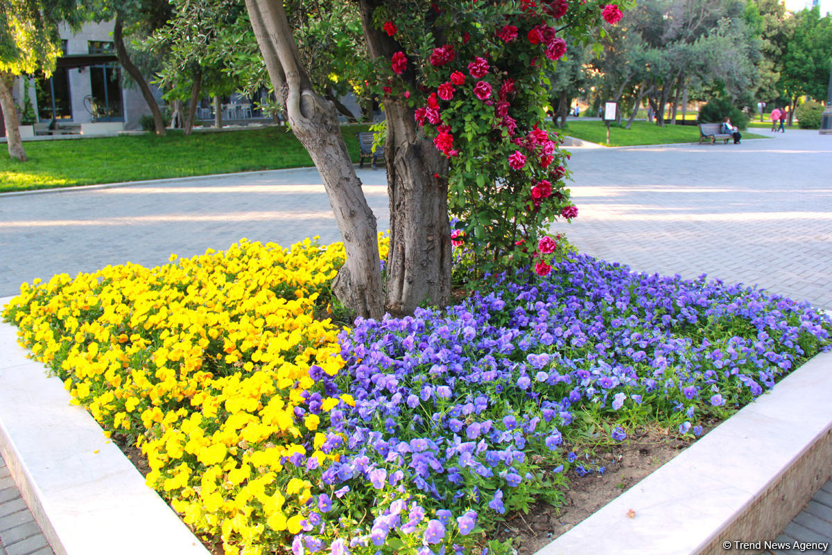 Бакинский бульвар в цветах – наслаждайтесь красотой! (ФОТО)