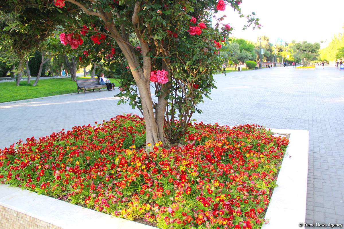 Бакинский бульвар в цветах – наслаждайтесь красотой! (ФОТО)