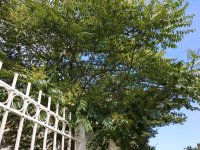 Названа причина массового нашествия бабочек в Баку (ФОТО)