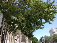 Названа причина массового нашествия бабочек в Баку (ФОТО)