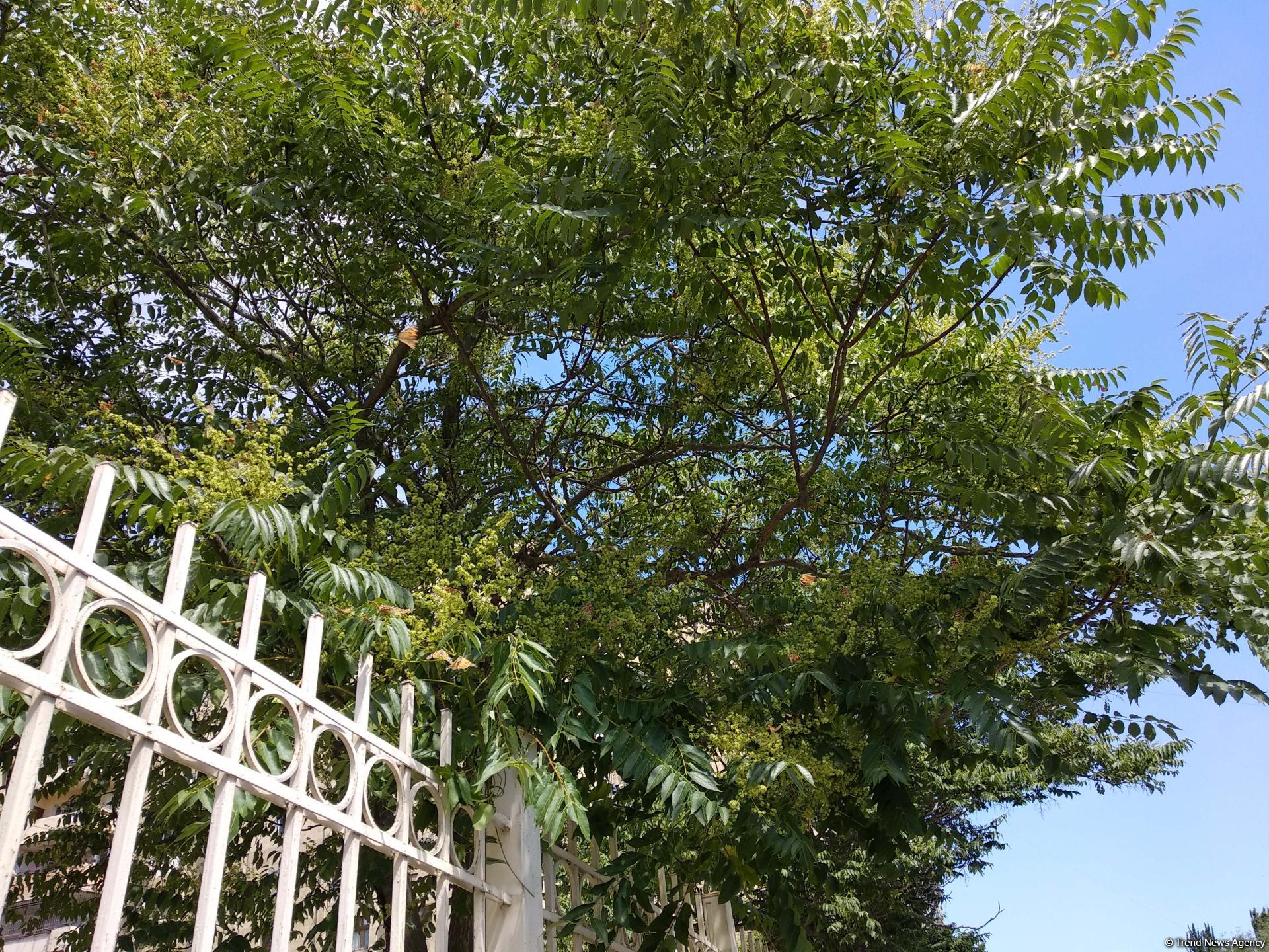 Названа причина массового нашествия бабочек в Баку (ФОТО)