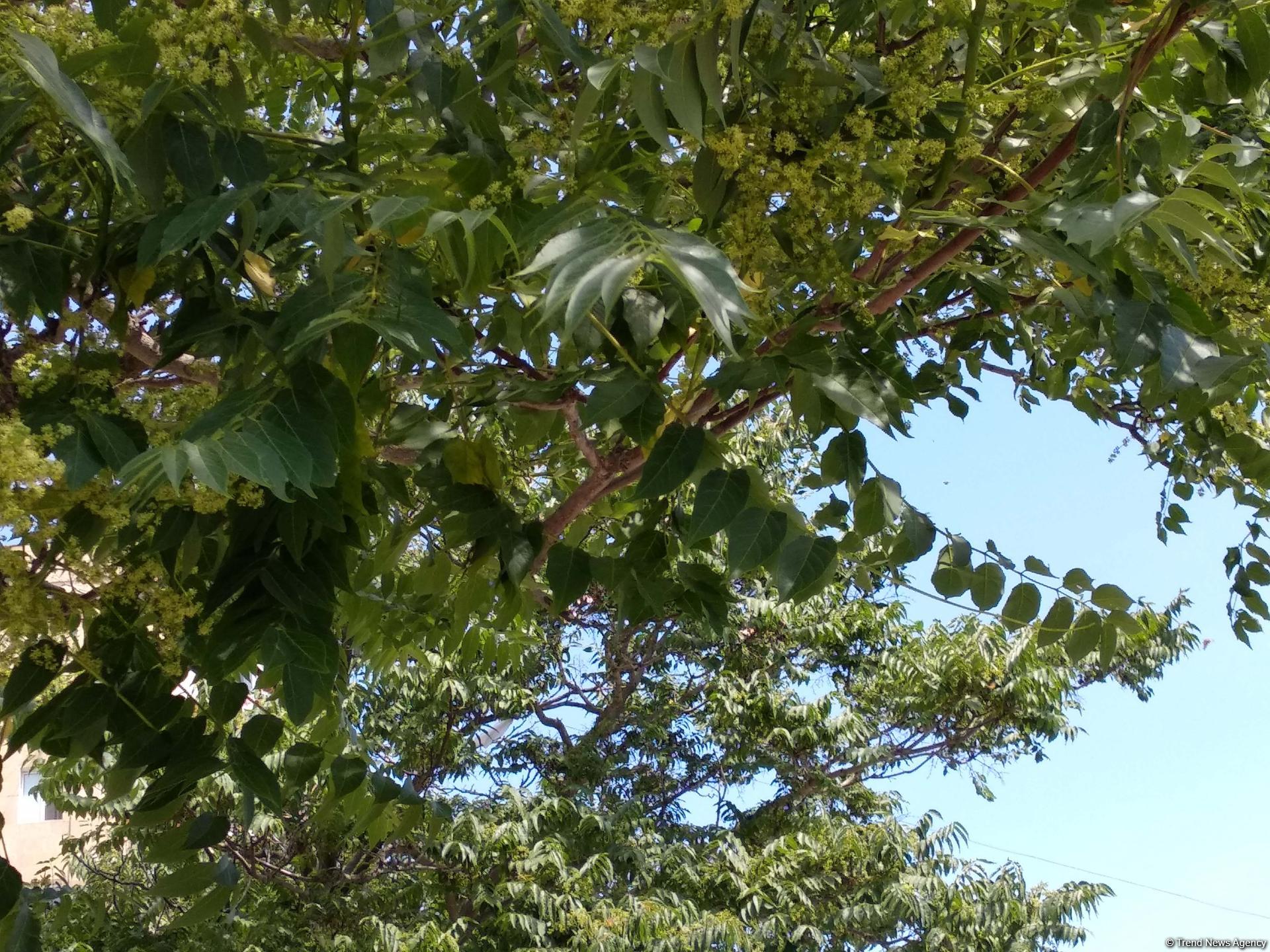 Названа причина массового нашествия бабочек в Баку (ФОТО)