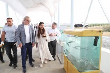 Вице-президент Фонда Гейдара Алиева Лейла Алиева приняла участие в церемонии выпуска в Каспий мальков осетровых, выращенных на Хыллинском заводе по разведению рыбы в Нефтчале (ФОТО)