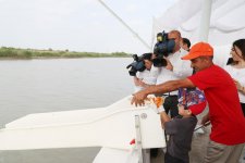 Вице-президент Фонда Гейдара Алиева Лейла Алиева приняла участие в церемонии выпуска в Каспий мальков осетровых, выращенных на Хыллинском заводе по разведению рыбы в Нефтчале (ФОТО)