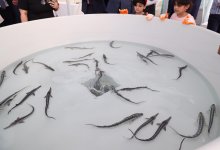 Вице-президент Фонда Гейдара Алиева Лейла Алиева приняла участие в церемонии выпуска в Каспий мальков осетровых, выращенных на Хыллинском заводе по разведению рыбы в Нефтчале (ФОТО)