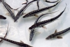 Вице-президент Фонда Гейдара Алиева Лейла Алиева приняла участие в церемонии выпуска в Каспий мальков осетровых, выращенных на Хыллинском заводе по разведению рыбы в Нефтчале (ФОТО)