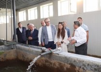 Вице-президент Фонда Гейдара Алиева Лейла Алиева приняла участие в церемонии выпуска в Каспий мальков осетровых, выращенных на Хыллинском заводе по разведению рыбы в Нефтчале (ФОТО)