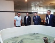 Вице-президент Фонда Гейдара Алиева Лейла Алиева приняла участие в церемонии выпуска в Каспий мальков осетровых, выращенных на Хыллинском заводе по разведению рыбы в Нефтчале (ФОТО)