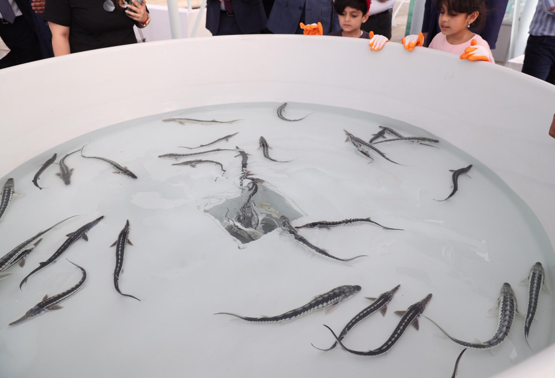 Вице-президент Фонда Гейдара Алиева Лейла Алиева приняла участие в церемонии выпуска в Каспий мальков осетровых, выращенных на Хыллинском заводе по разведению рыбы в Нефтчале (ФОТО)