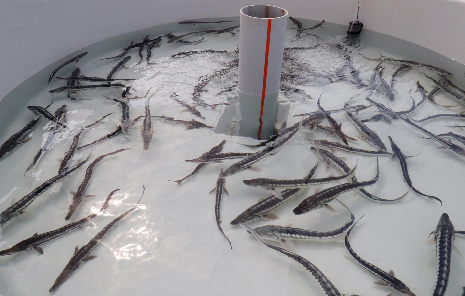 Вице-президент Фонда Гейдара Алиева Лейла Алиева приняла участие в церемонии выпуска в Каспий мальков осетровых, выращенных на Хыллинском заводе по разведению рыбы в Нефтчале (ФОТО)