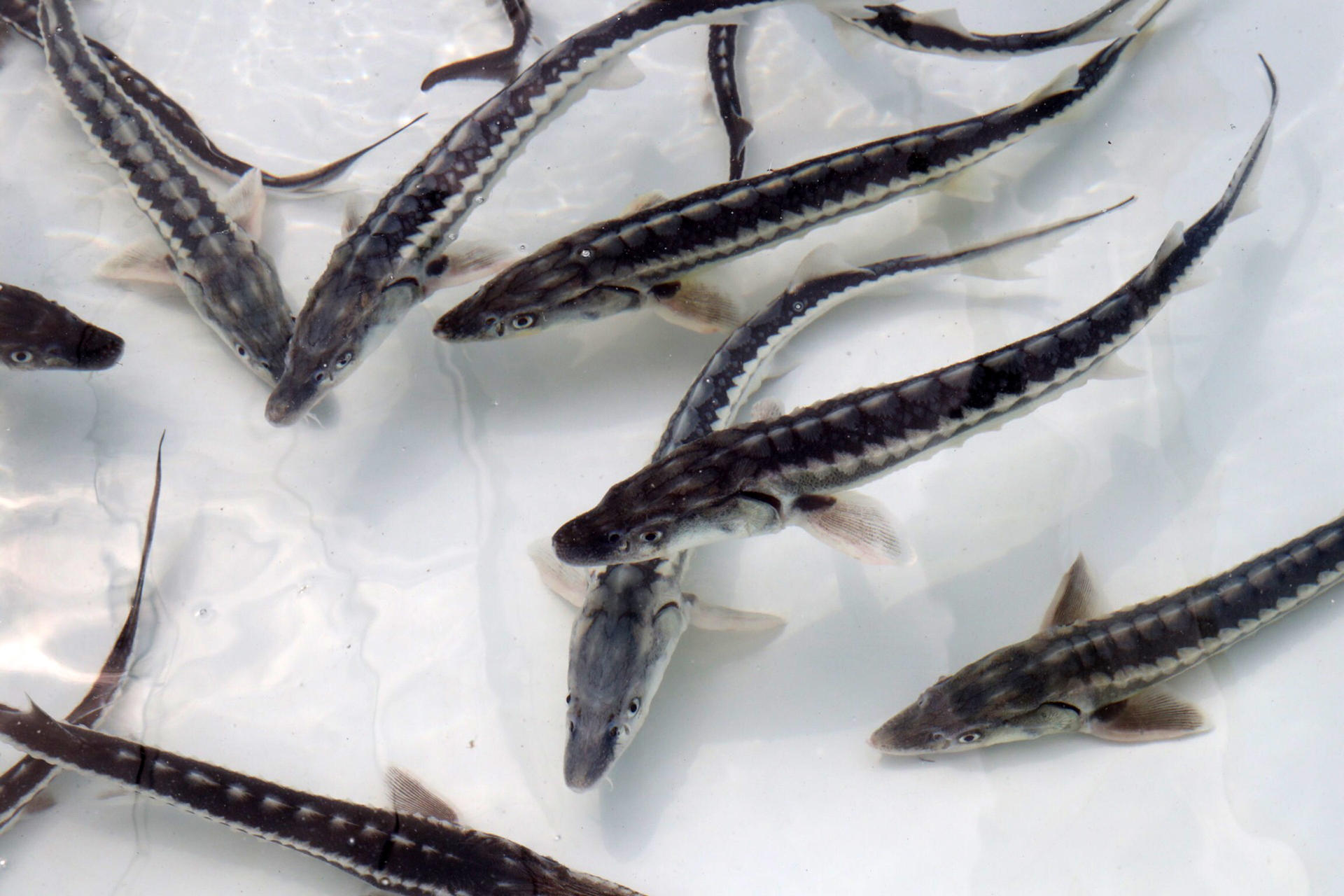 Вице-президент Фонда Гейдара Алиева Лейла Алиева приняла участие в церемонии выпуска в Каспий мальков осетровых, выращенных на Хыллинском заводе по разведению рыбы в Нефтчале (ФОТО)