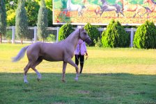 Азербайджанец в Туркменистане – Древняя Ниса, Ахалтекинские красавцы, удивительные экспонаты (ФОТО)