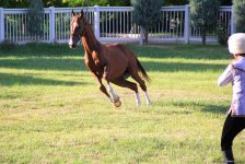 Азербайджанец в Туркменистане – Древняя Ниса, Ахалтекинские красавцы, удивительные экспонаты (ФОТО)