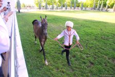 Азербайджанец в Туркменистане – Древняя Ниса, Ахалтекинские красавцы, удивительные экспонаты (ФОТО)