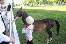 Азербайджанец в Туркменистане – Древняя Ниса, Ахалтекинские красавцы, удивительные экспонаты (ФОТО)