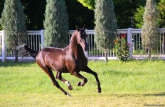 Азербайджанец в Туркменистане – Древняя Ниса, Ахалтекинские красавцы, удивительные экспонаты (ФОТО)