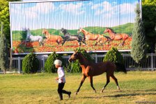 Азербайджанец в Туркменистане – Древняя Ниса, Ахалтекинские красавцы, удивительные экспонаты (ФОТО)