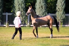 Азербайджанец в Туркменистане – Древняя Ниса, Ахалтекинские красавцы, удивительные экспонаты (ФОТО)