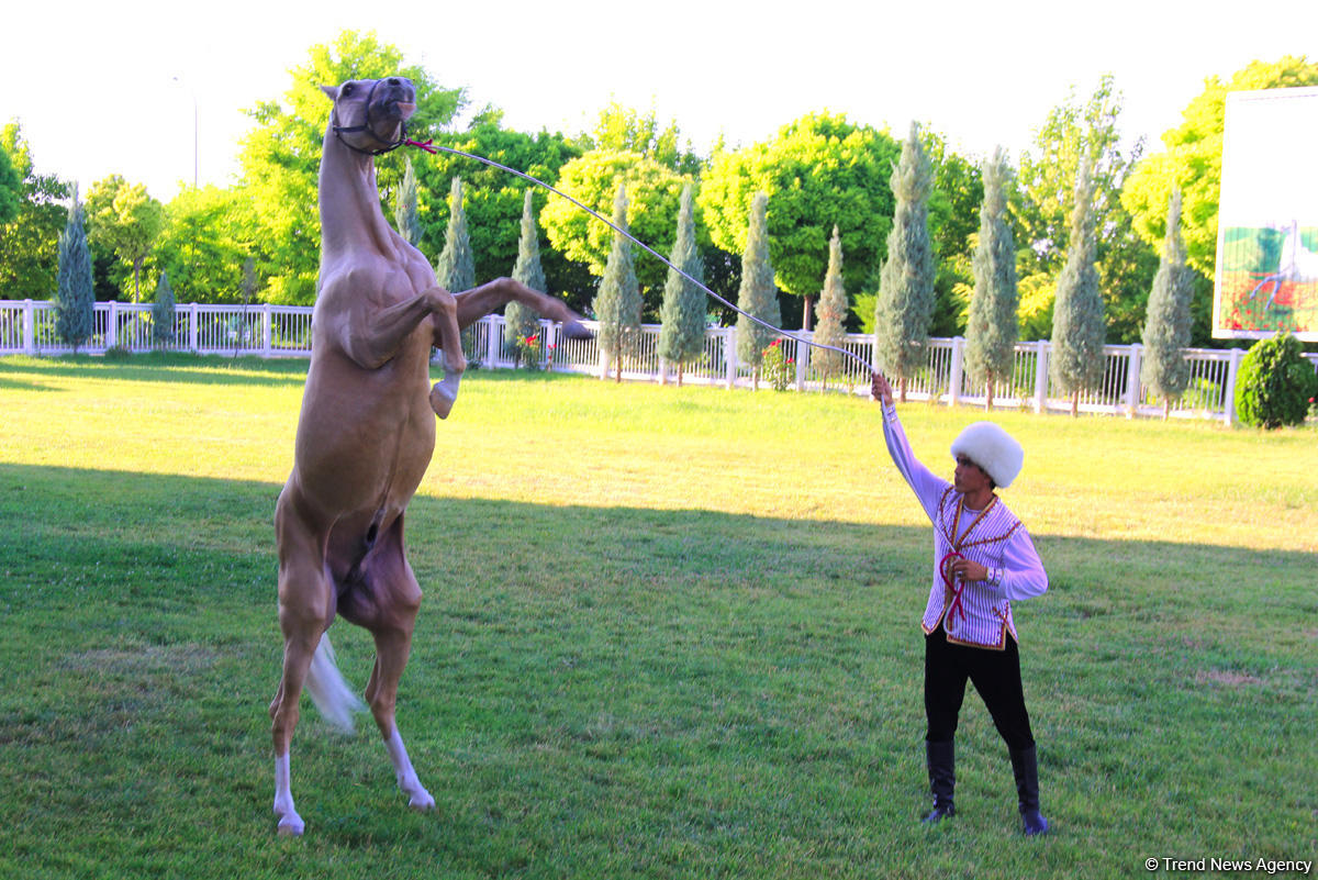 Азербайджанец в Туркменистане – Древняя Ниса, Ахалтекинские красавцы, удивительные экспонаты (ФОТО)