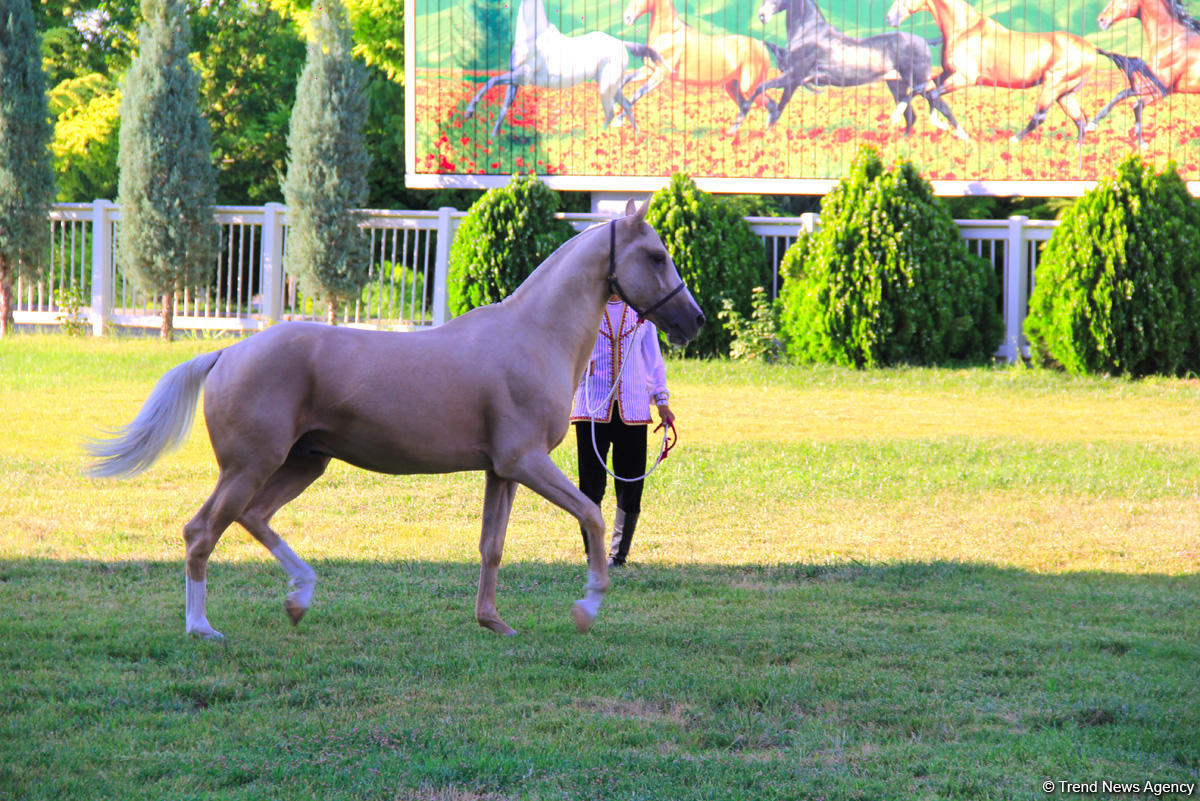 Азербайджанец в Туркменистане – Древняя Ниса, Ахалтекинские красавцы, удивительные экспонаты (ФОТО)