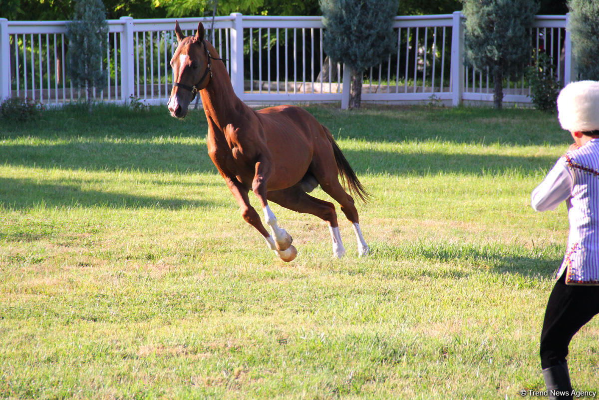 Азербайджанец в Туркменистане – Древняя Ниса, Ахалтекинские красавцы, удивительные экспонаты (ФОТО)