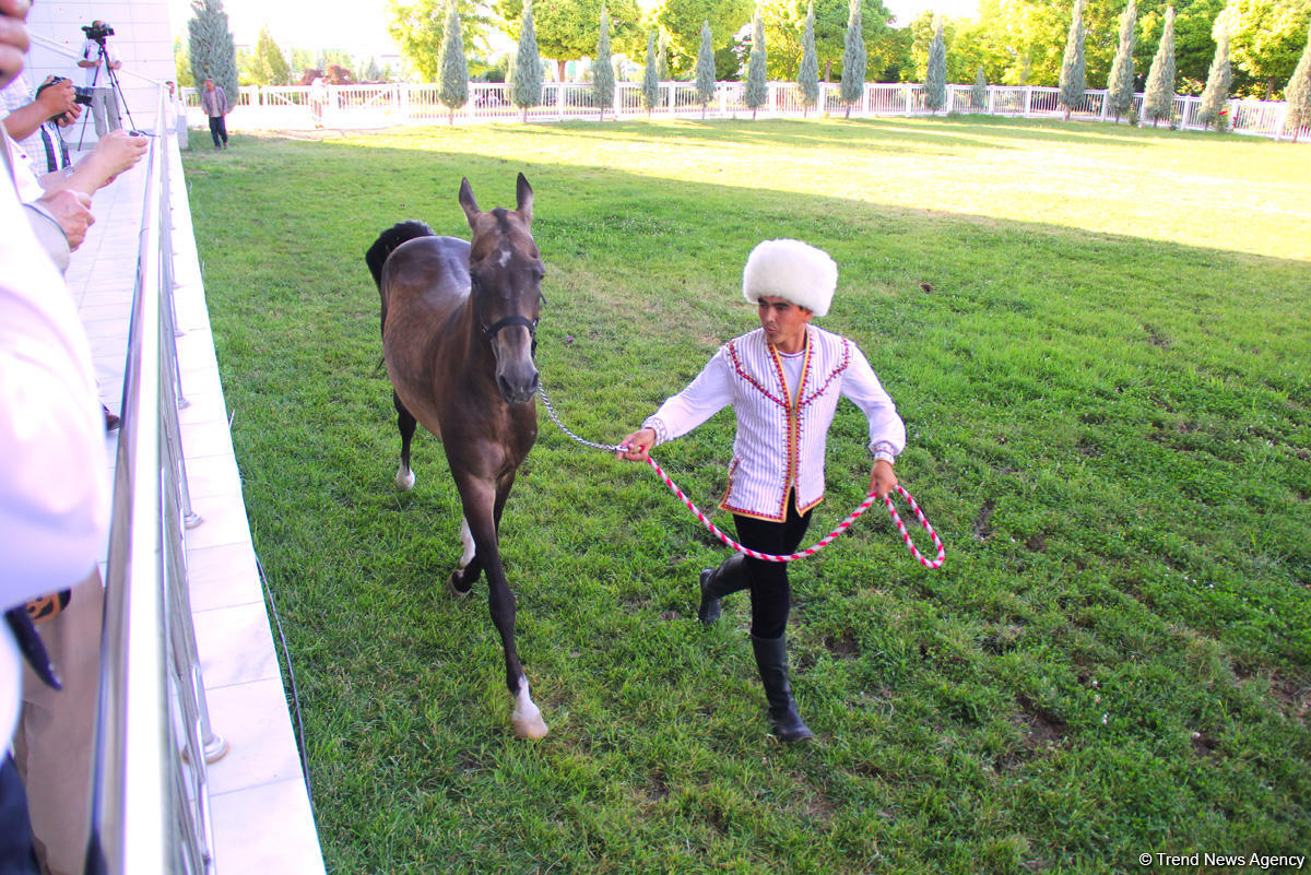 Азербайджанец в Туркменистане – Древняя Ниса, Ахалтекинские красавцы, удивительные экспонаты (ФОТО)