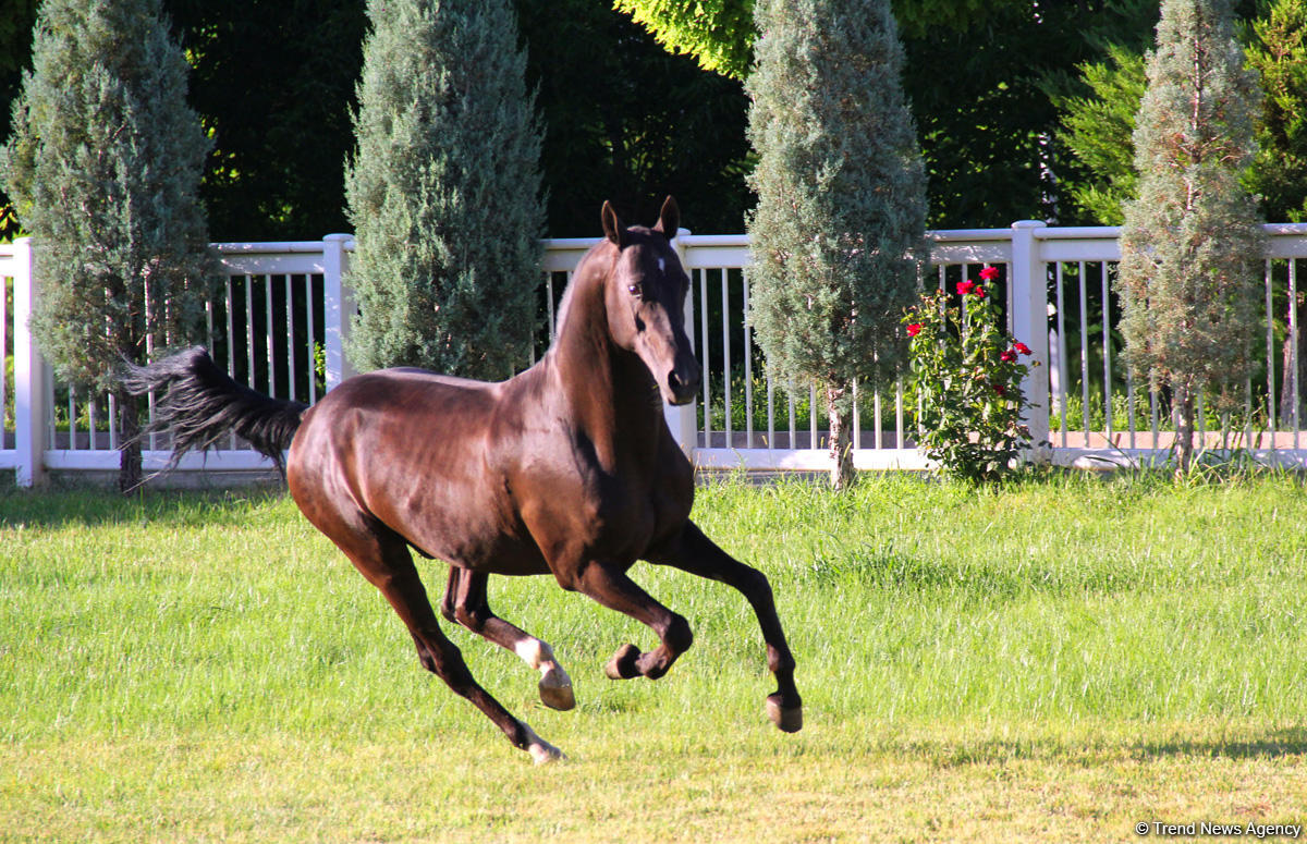 Азербайджанец в Туркменистане – Древняя Ниса, Ахалтекинские красавцы, удивительные экспонаты (ФОТО)