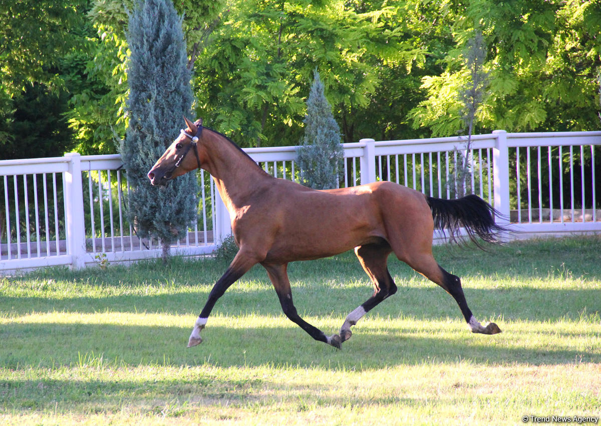 Азербайджанец в Туркменистане – Древняя Ниса, Ахалтекинские красавцы, удивительные экспонаты (ФОТО)