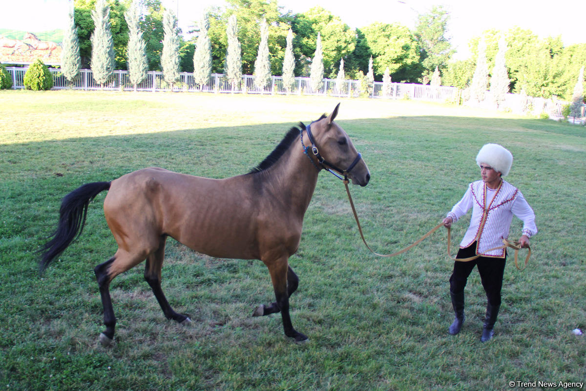 Азербайджанец в Туркменистане – Древняя Ниса, Ахалтекинские красавцы, удивительные экспонаты (ФОТО)