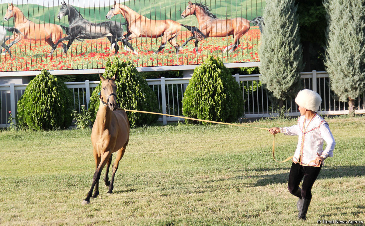 Азербайджанец в Туркменистане – Древняя Ниса, Ахалтекинские красавцы, удивительные экспонаты (ФОТО)