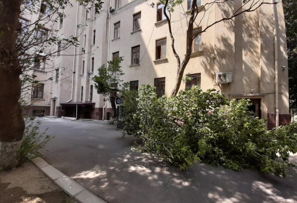 В Сумгайыте на 10-летнюю девочки упали сломанные ветки дерева