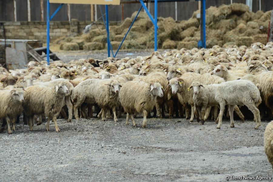 В Азербайджане забой жертвенного скота и другие услуги будут осуществляться местными исполнительными структурами