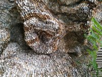 Первый в мире дом из ракушек создан в Талышских горах Азербайджана (ВИДЕО,ФОТО)